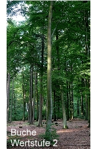 Sachsenwald Ewigforst Wertstufe 2